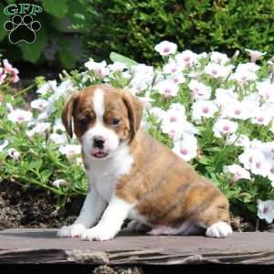 Kaleb, Boston Terrier Mix Puppy